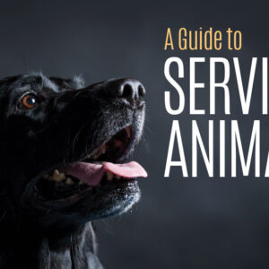 Updated ruling on Assistance and Service Animals